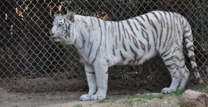 WHITE TIGER